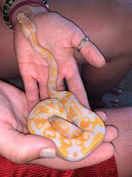 Bloodlines by rich macias, last updated: My Brand New Lavender Albino Ballpython