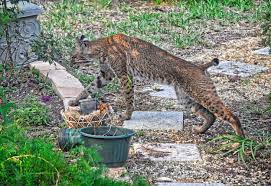 We did not find results for: Get Wild Big Cat On The Prowl In Palm Coast News Daytona Beach News Journal Online Daytona Beach Fl