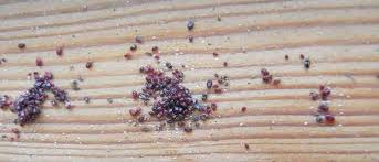 Repousser les puces sur lhomme. Quels Traitements Pour Lutter Contre Les Poux Rouges Des Poules