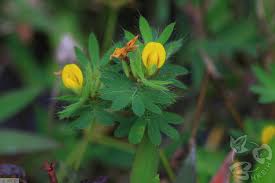 Image result for Smithia