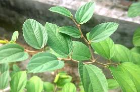 Cara menanam pohon bidara dan cara merawat daun bidara terbilang mudah. 10 Manfaat Daun Bidara Untuk Kesehatan Serta Cara Pengolahannya Etalasenews