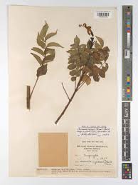 Image result for Tecomaria nyassae