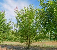 Image result for Lagerstroemia indica