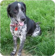 They don't like to be on their own for long periods and hence it is. German Shorthaired Pointer Beagle Mix Cheap Buy Online