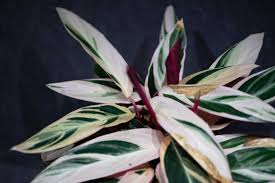 Image result for stromanthe