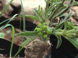 Image result for Raphionacme globosa