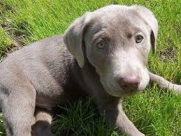 Maybe you would like to learn more about one of these? Sliver Labrador Retriever Dog Breeds Pictures Silver Labrador Retriever Black Labrador Retriever