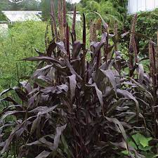 Pearl Millet Finegardening