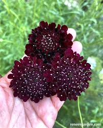 Image result for Scabiosa