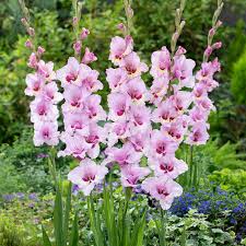 Image result for Gladiolus decoratus