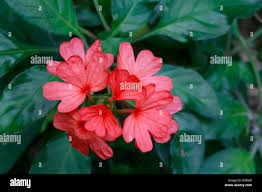 Image result for Crossandra nilotica