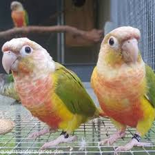 However every green cheek conure is different, and some birds may be exceptions to this male or female gender identification method. Parrot Christmas Ornament Green Cheeked Conure Pineapple Cinnamon Yellow Sided Christbaumschmuck