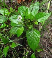 Image result for Solanum americanum