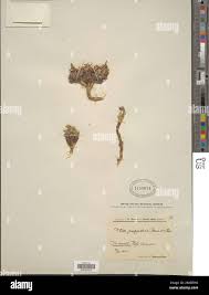 Image result for Fuirena pachyrrhiza