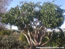 Image result for Cussonia sessilis