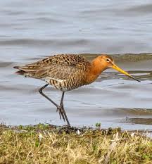 Check spelling or type a new query. Birds Of India Bird World Black Tailed Godwit