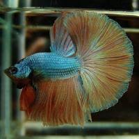 I get this data from betta fish breeders. Betta Colors Patterns Betta Source