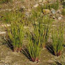 Image result for Juncus dregeanus
