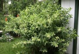 Image result for Cestrum nocturnum