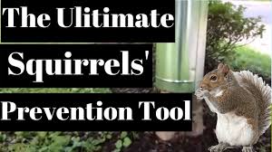 Find get rid of squirrels. How To Keep Squirrels Out Of Your Garden How To Repel Squirrels Youtube