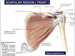 03 B Back Scapular Region Deltoid Muscle Axillary Nerve Youtube