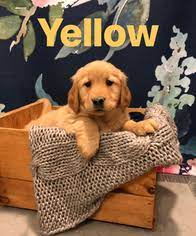 L ocated in cornwall, vermont we are breeders and trainers of champion golden retrievers here in cornwall, vermont and usually plan to have golden retriever puppies in the spring and/or fall. Puppyfinder Com Golden Retriever Puppies Puppies For Sale Near Me In Vermont Usa Page 1 Displays 10