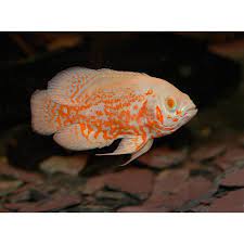 Buy fish online from the best breeder of exotic and rare freshwater tropical fish for your aquarium. Orange White Mango Oscar Fish Size 10 Inch Rs 125 Piece Shree Aquamarine Id 16674156597