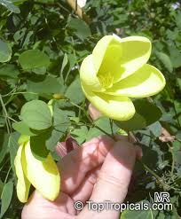 Image result for Bauhinia tomentosa