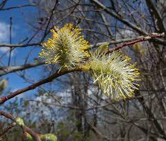 Image result for Goat Willow