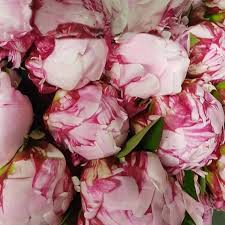 A World Without Friday Peonies Is Unimaginable Get Lost In A Sea Of Your Favourite Peonies O Wholesale Flowers Online Wholesale Flowers Flowers Australia