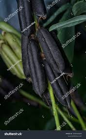 Image result for Crotalaria trichotoma