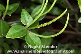 Image result for Piperaceae
