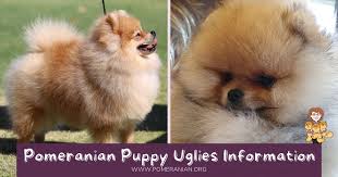 The perfect puppy sweater for your pet would be one that is snug enough that it will not bother them as they go about their day, but will still keep. Pomeranian Puppy Uglies