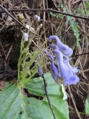 Image result for Streptocarpus eylesii