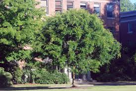 Image result for Ulmus parvifolia
