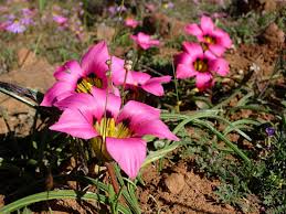 Image result for Romulea