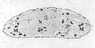 Eukaryotic animal cell of mitochondria. Mitochondrion Wikipedia