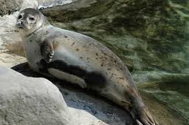 Asteroidele sunt animale marine care fac parte din ordinul echinodermata. FocÄ Wikipedia