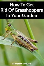 How to deter grasshoppers from garden. How To Get Rid Of Grasshoppers In Your Garden Homestead Acres