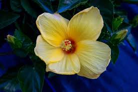 Image result for Hibiscus platycalyx