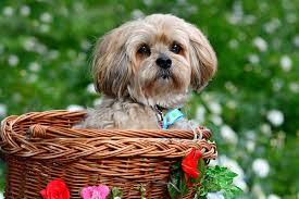 your lhasa apso diet plan sharda bakers dog world