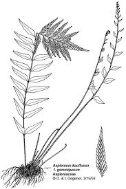 Image result for Asplenium holstii