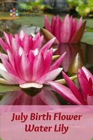July Birth Flower Water Lily And More July Symbols In 2020 July Birth Flower Birth Flowers Showy Flowers