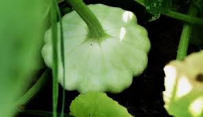 Maybe you would like to learn more about one of these? Produce Profile Patty Pan Is Zucchini By Another Name Hobby Farms