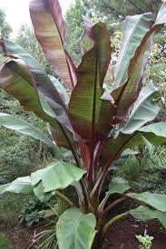 Image result for Ensete