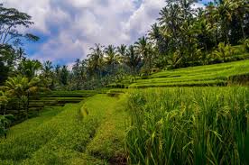 Maybe you would like to learn more about one of these? Selamat Indonesia Menjadi Salah Satu Negara Penghasil Padi Terbesar Di Dunia