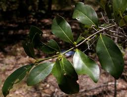 Image result for Pyrostria bibracteata