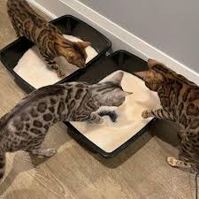 Is pretty litter worth it? Pretty Litter Review Must Read This Before Buying