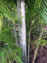 Image result for Dypsis
