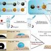 Ca 27.29 is one of several antigens that doctors use as tumor markers for breast cancer. 1